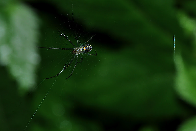 spider spinning web