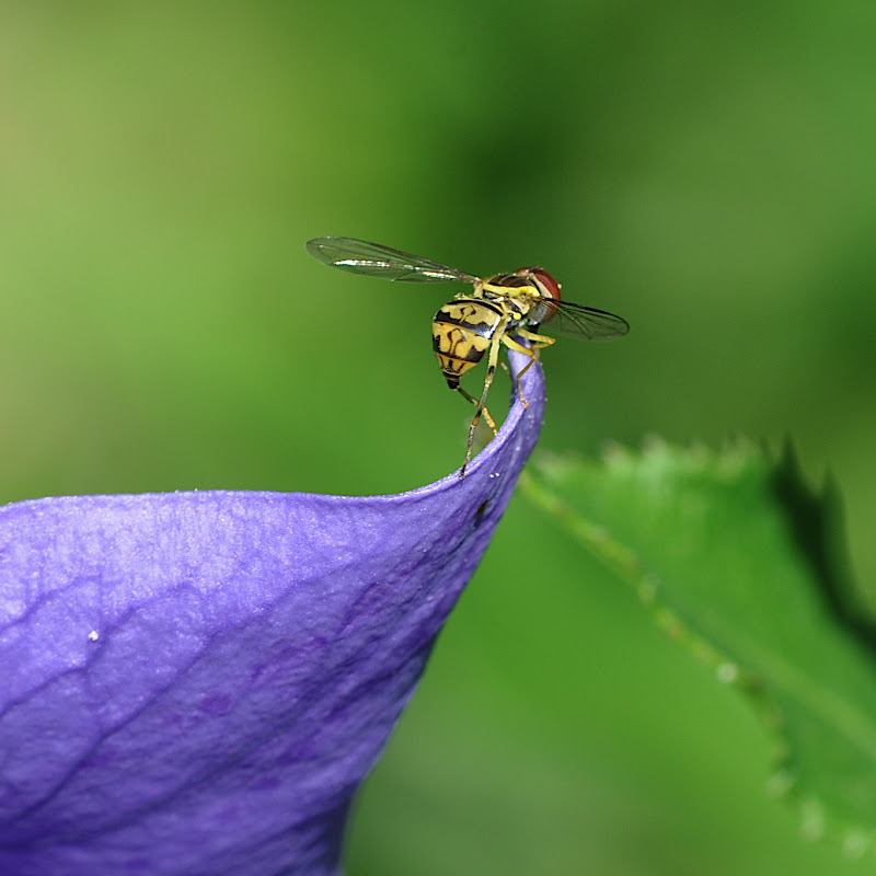 Hoverfly on Balloon flower