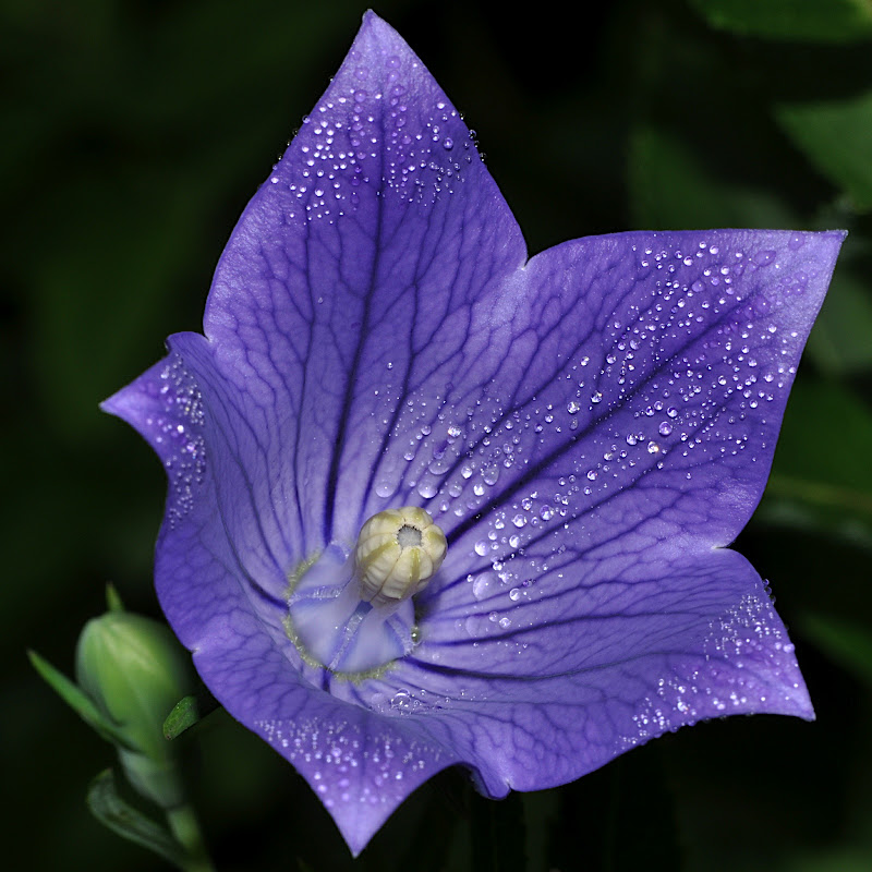 dew on Balloon Flower