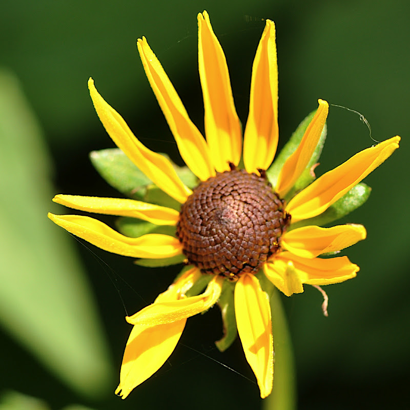 Black-eyed Susan