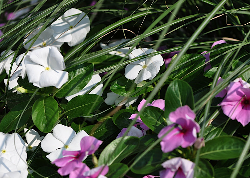 pink and white impatiens