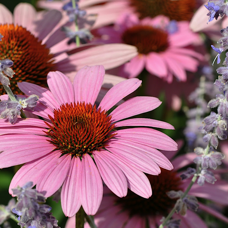 Lavender and Coneflower