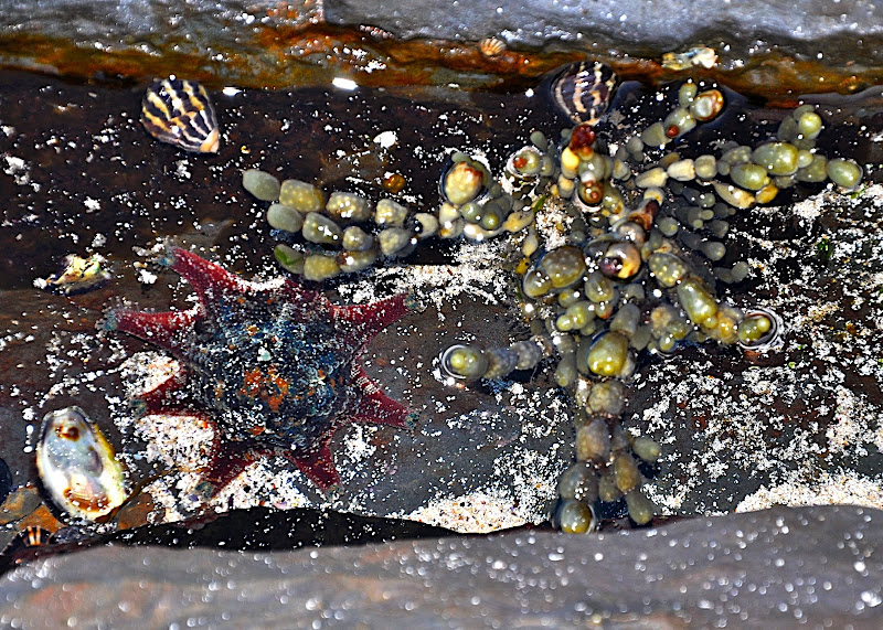 starfish and seaweed in tidal pool