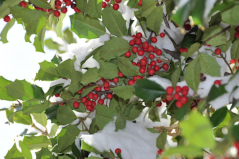 holly berries in snow