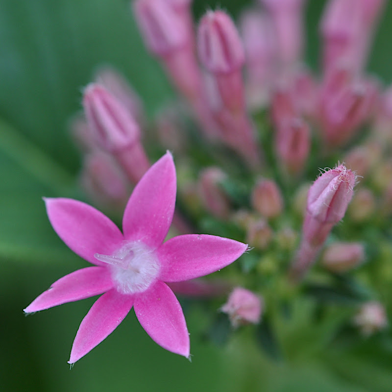 pink Pentas blossom
