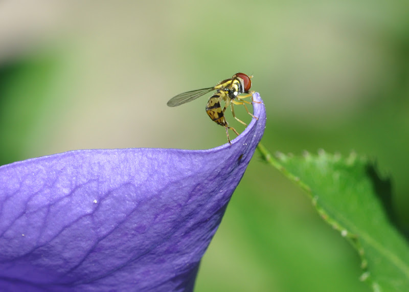 hoverfly on blue flower