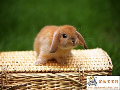 [Baby bunny on wicker basket[2].jpg]