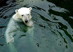 polar bear