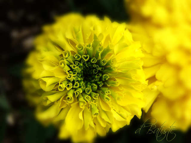 [DSC05556-twin zinnias copy[5].png]