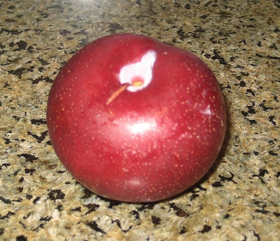 [pluot[5].jpg]