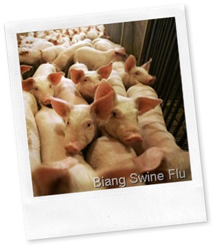 swine-flu swine-flu