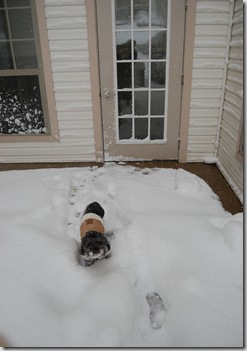 Pizza Snow 081