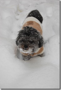 Pizza Snow 083