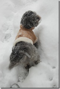 Pizza Snow 085
