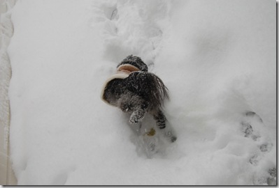 Pizza Snow 087