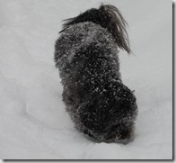 Snow 030