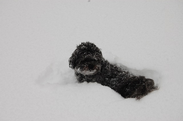[Snow 053[3].jpg]