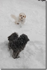 Snow 174