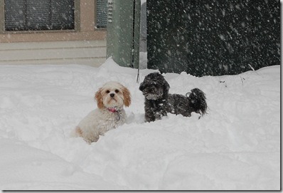 Snow 184