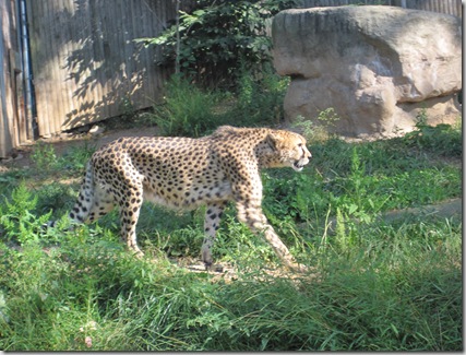 Picture 156