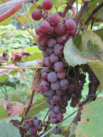 [September20090112.jpg]