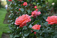 IMG_4506.JPG