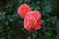 IMG_4505.JPG