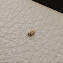 Varied Carpet Beetle