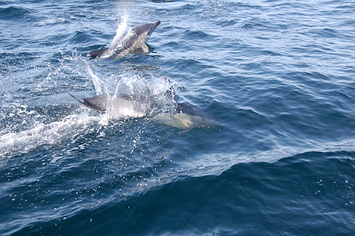 _DSC9055.jpg