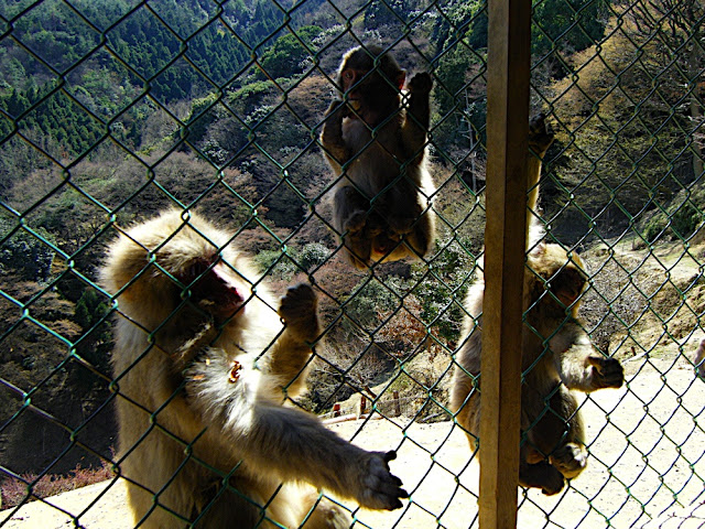 Crazy monkeys!  Dont eat me!