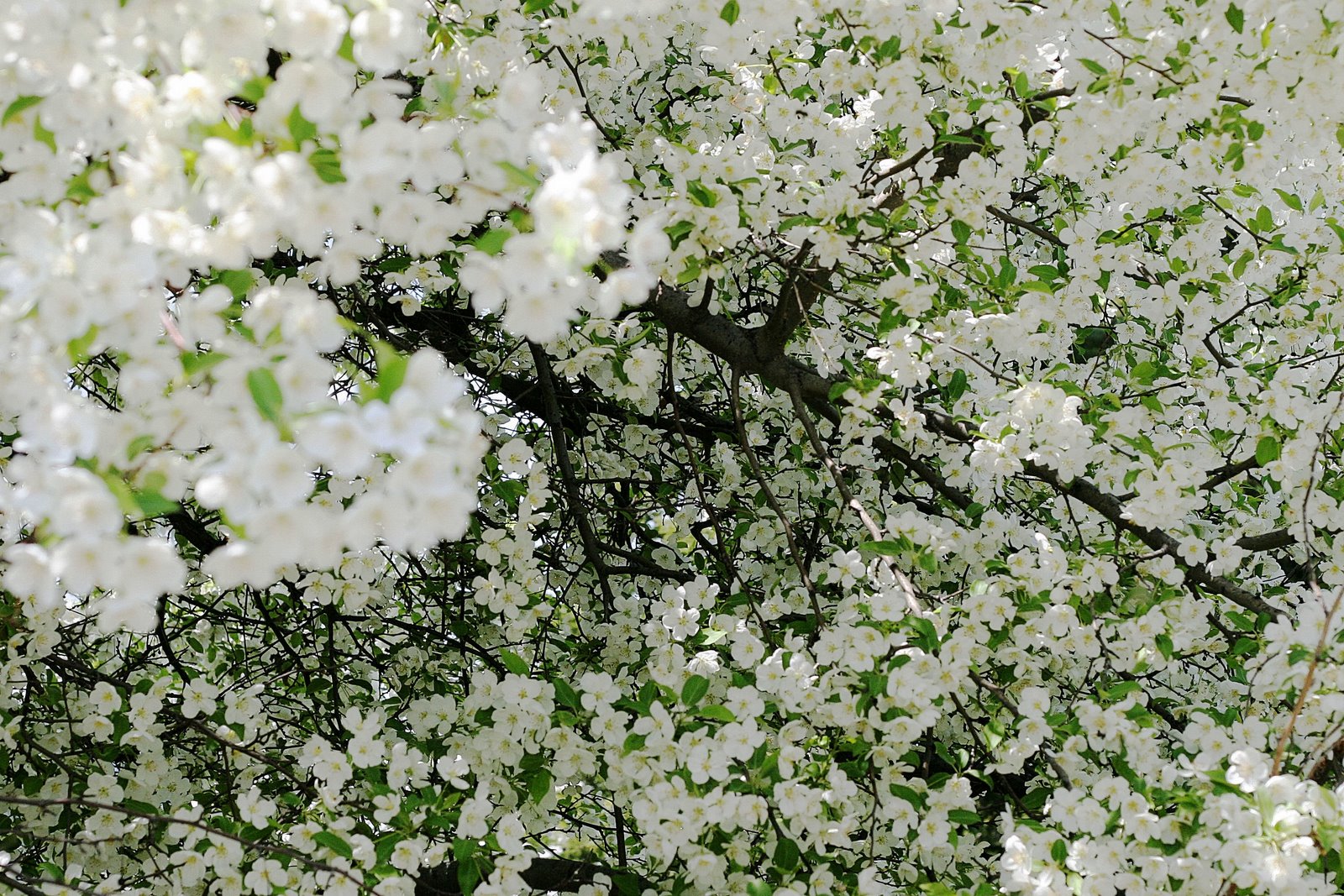[Fabulous white flower tree for wallpaper[2].jpg]