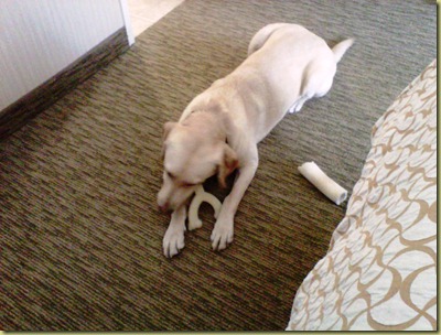 Reyna chewing on her toys on the floor of the hotel room.