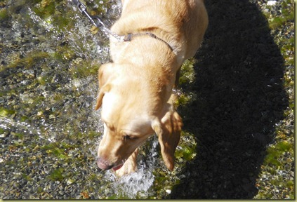 A close up of Wendy splashing in the water.