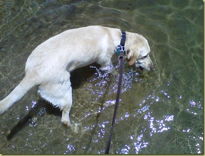 Reyna in the lake biting at the water!