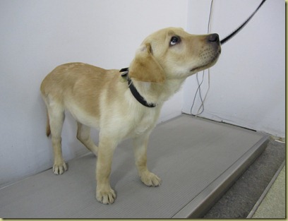 Vienna standing on the scale at the vets office.