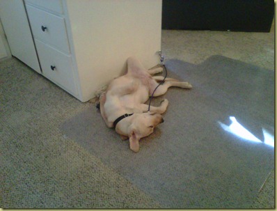 Vienna rolled over and sprawled out on her back sound asleep while she is on tie down in Judi's office.