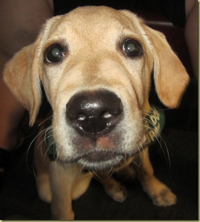 A close up of Vienna's face from underneath the table at breakfast.