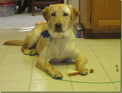 Vienna in a down stay with a piece of bread right between her front paws.