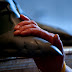baloulumix_chatelaillon-4711-1.jpg, Pied de la statue de Saint Pierre (Bronze de Arnolfo Di Cambio), Basilique Saint Pierre, Vatican 2009, Rome