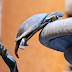 baloulumix_chatelaillon-5239-1.jpg, La fontaine des Tortues, Piazza Mattei, Rome, Italie 2009, Rome