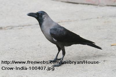 [House-Crow-India-100407[5].jpg]