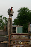 IMG_7623.JPG
