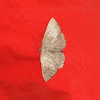Meteo-Natura en Pineta 2009