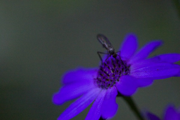 [flower1[3].jpg]