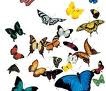 [butterflies bunch[5].jpg]