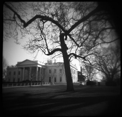 whitehousetree3.jpg