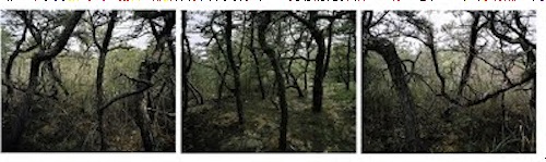 Cape_Quad_trix 1.jpg