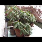 Rodadendron