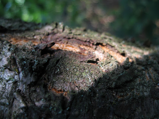 светоточка