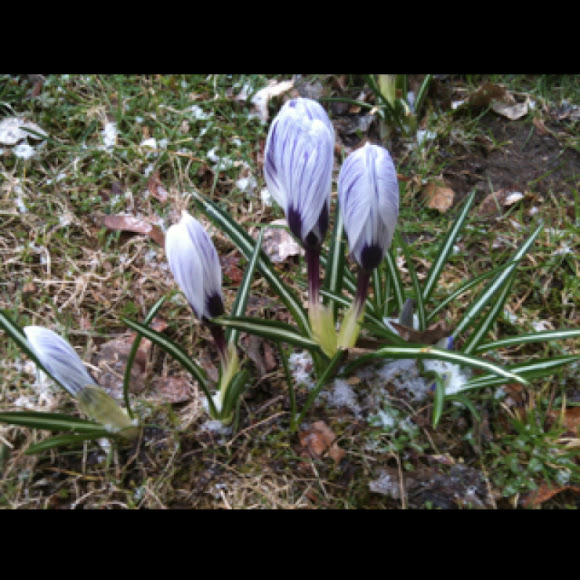 Spotting Image 1